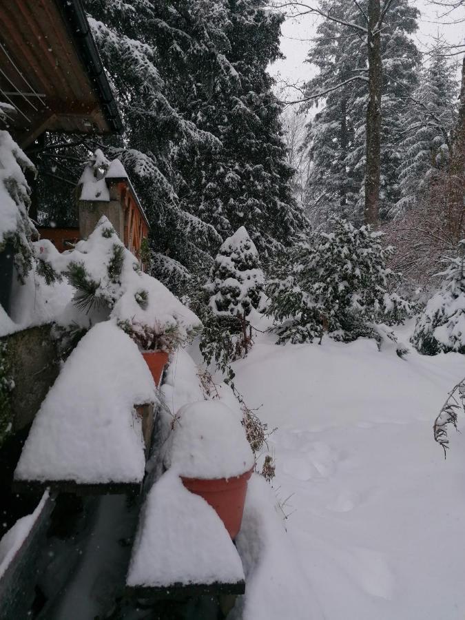 Mitia Zakopane